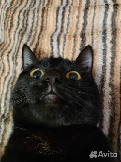 Ветеринарный врач