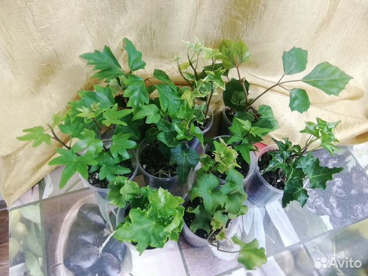 Плющ хедера