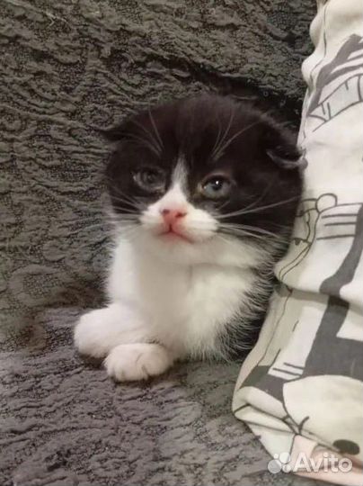 Шотландские котята