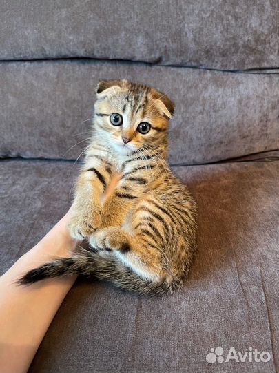 Шотландские котята