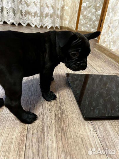 Французский бульдог щенок