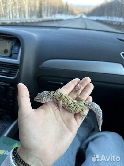 Геккон эублефар