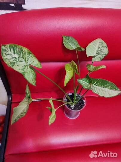 Сингониум конфетти триколор