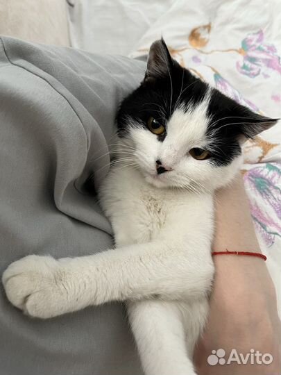 Кошки 1 годик