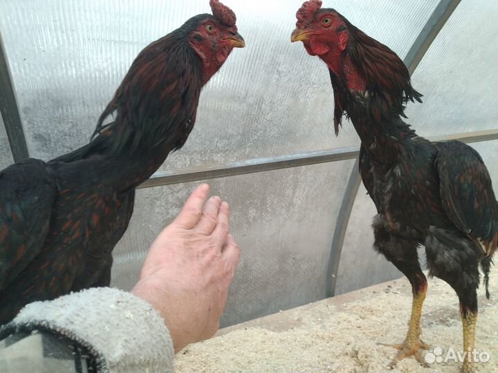 Яйцо бойцовые и цыплята