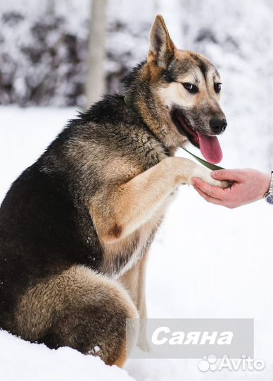 Срочно ищем передержку за корм или дом Саяне