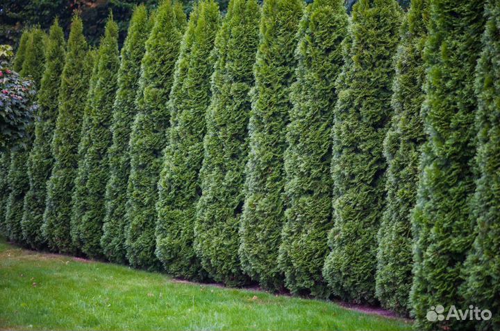 Туи с доставкой