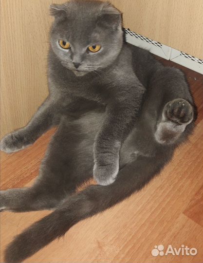 Шотландская вислоухая кошка бесплатно