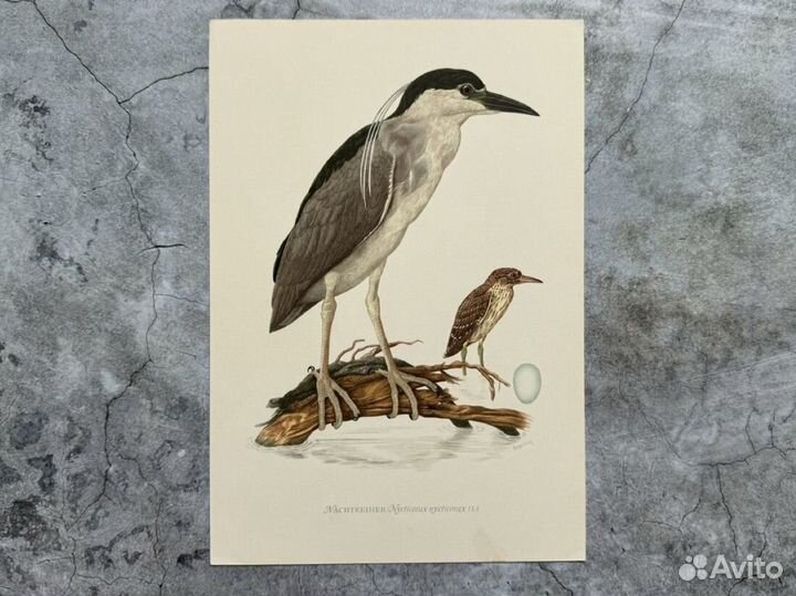 Литографии. Птицы. Германия