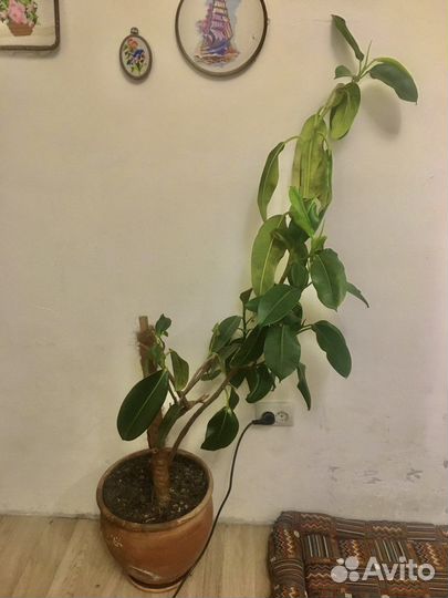 Фикус каучуконосный большой (Ficus elastica)