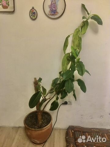 Фикус каучуконосный большой (Ficus elastica)