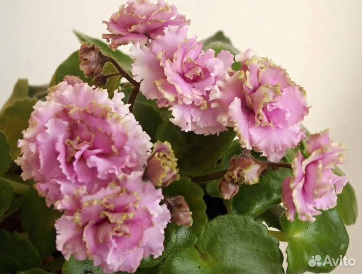 Минифиалочки