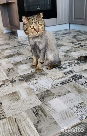 Стрижка кошек (груминг). Выезд на дом