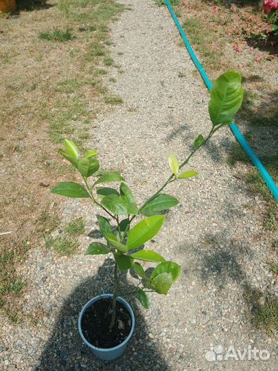 Плодоносящие лимоны мейер и пандероза