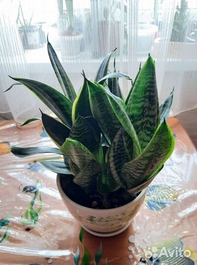 Сансевиерия сортовая