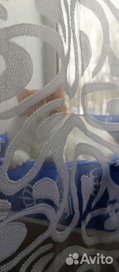 Котик бесплатно