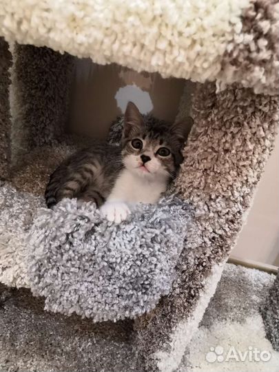 Котёнок в добрые ручки