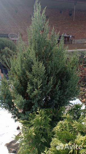 Туя смарагд