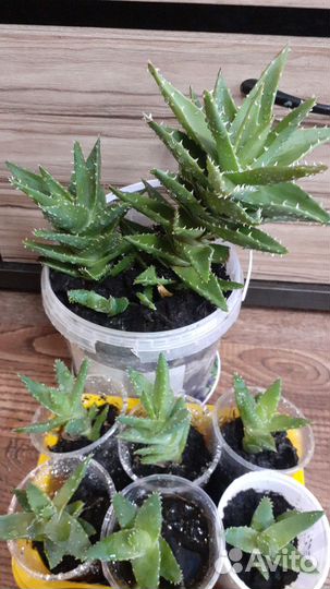 Комнатные растения цветы