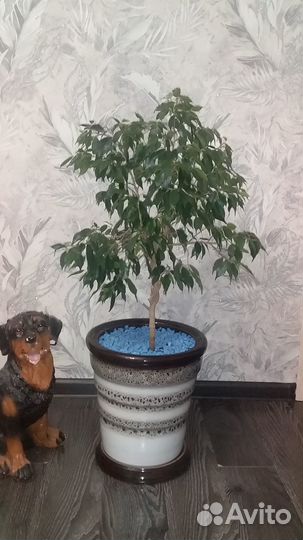 Фикус бенджамина большой