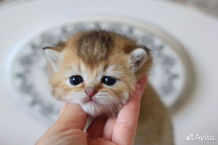 Клубные британские котята