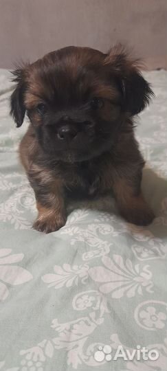 Собаки щенки