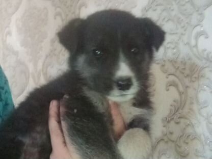 Щенок в добрые руки, Чернышевск