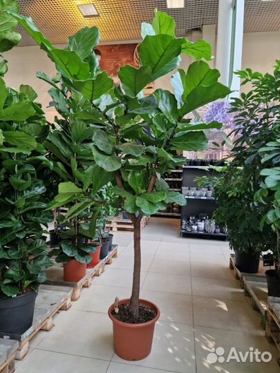 Фикус Лирата/Лировидный Дерево Крупномер