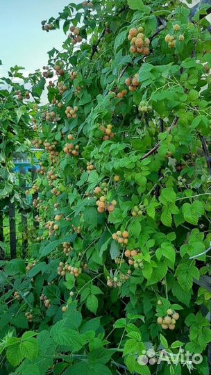 Саженцы ежемалины