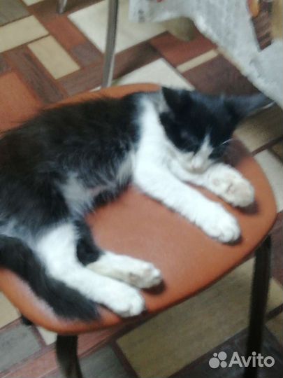 Кошка в дар бесплатно