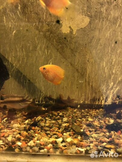 Северум красноточечный