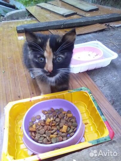 Котята в добрые руки бесплатно