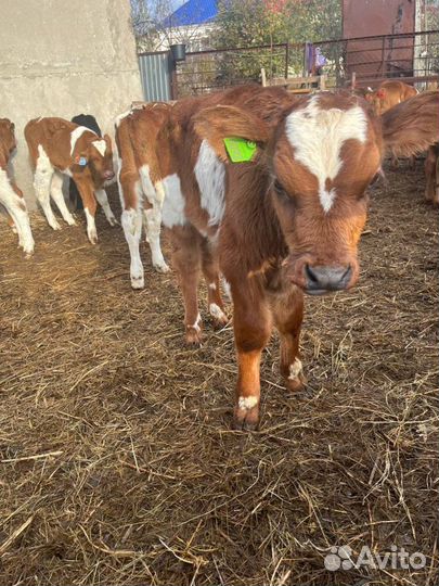 Отборные телята бычки быстрая доставка