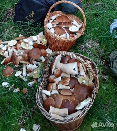 Грибы белые