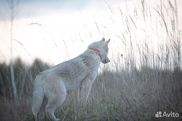 Сибирский хаски, девочка