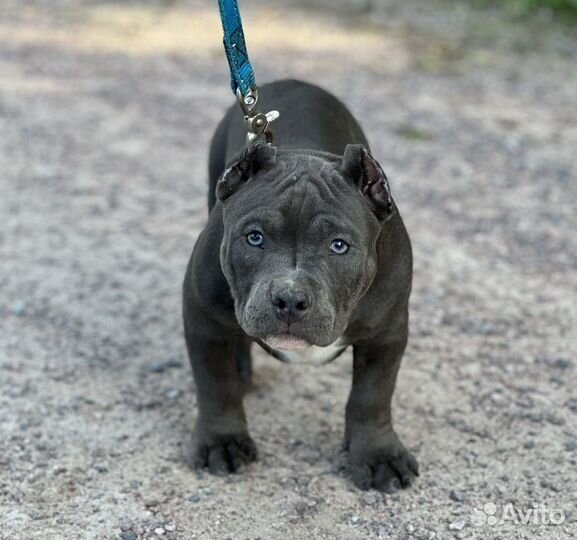 Кобели булли