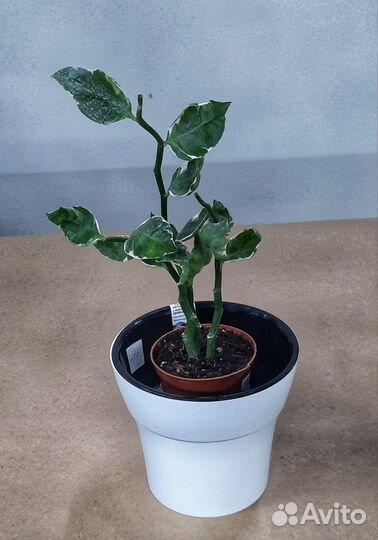 Педилантус