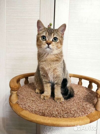 Шотландская прямоухая девочка 6 мес