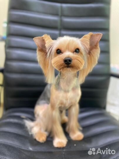 Стрижка собак и кошек виз академ