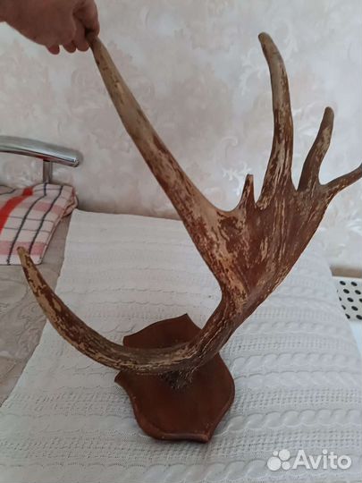 Продам рога лося