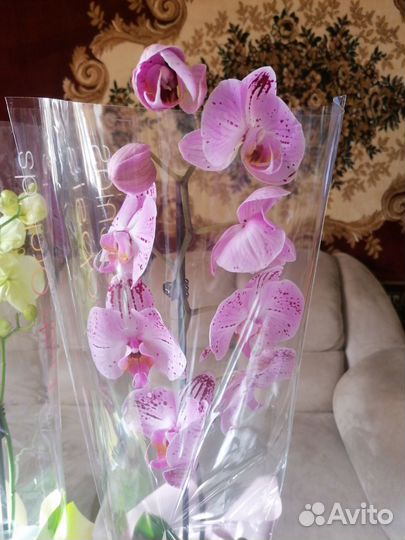 Орхидея фаленопсис