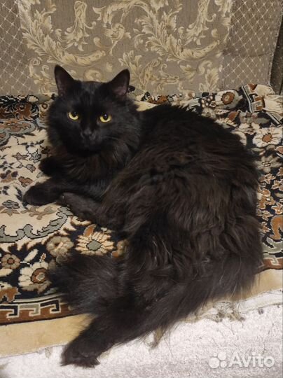 Котик Кузя