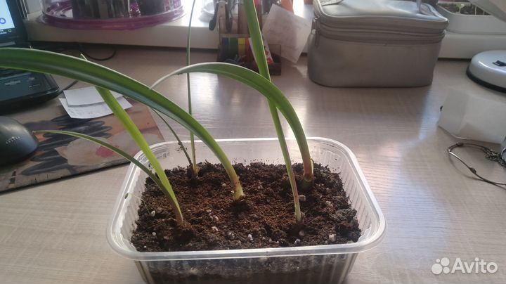 Цветок амариллис(Гиппеаструм)