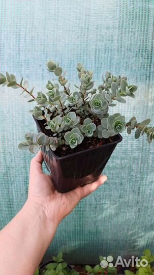 Декоративные растения