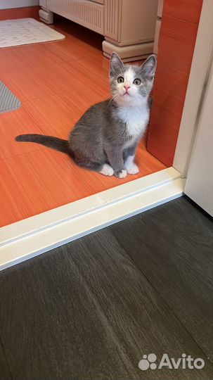 Кошка в дар