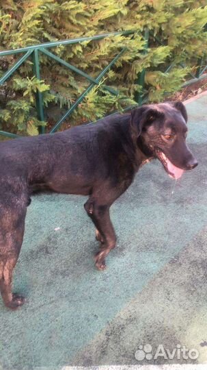 Крупный пёс чёрный