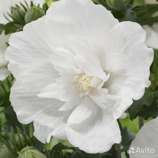 Гибискус Сирийский древовидный