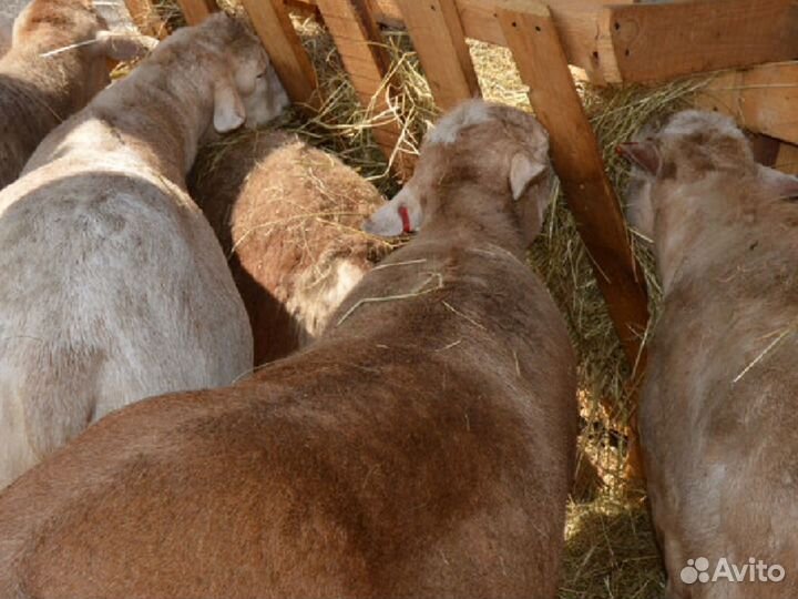 Катумские ярки и кошкарчики допрер ягнята