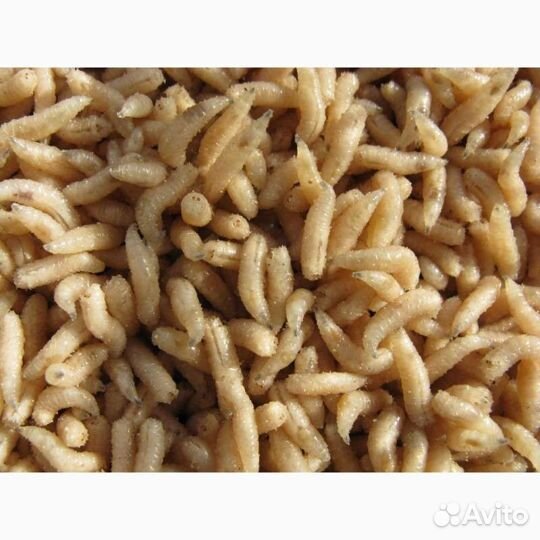 Опарыш белый кормовой 1 литр