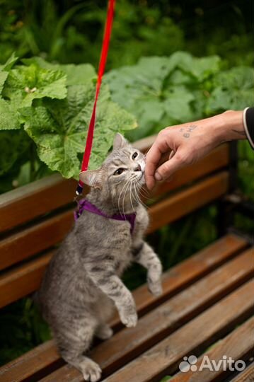 Кошечка в добрые руки